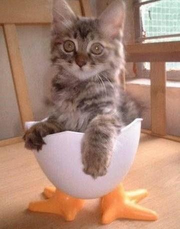 Cat Dressed As Easter Egg