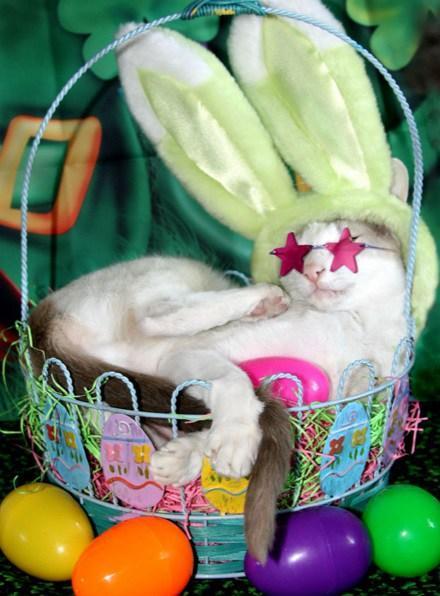 Cat Dressed As Easter Bunny