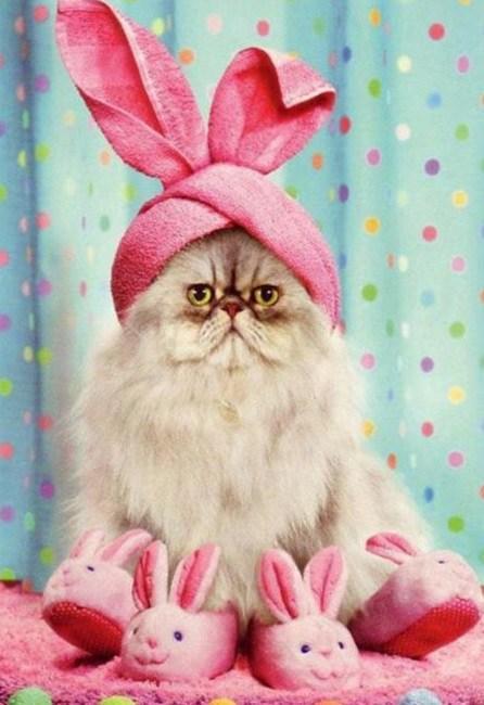 Cat Dressed As Easter Bunny