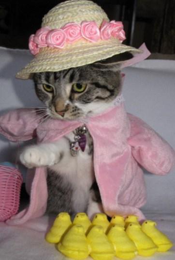 Cat Dressed As Easter Parade Lady