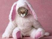 Award Winning Cats Easter Costumes