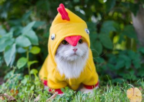 Cat Dressed As Easter Chick