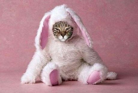 Top 10 Award Winning Cats In Easter Costumes