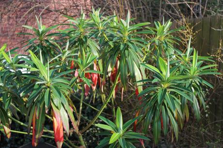 Euphorbia x pasteurii 'Phrampton Phatty'