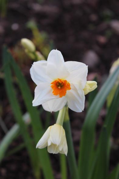 Narcissus 'Geranium'