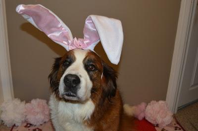 Easter mountain dogs: Saint Bernese #dogs celebrate #Easter