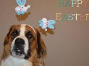 Easter Mountain Dogs: Saint Bernese #dogs Celebrate #Easter