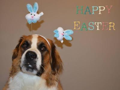 Easter mountain dogs: Saint Bernese #dogs celebrate #Easter