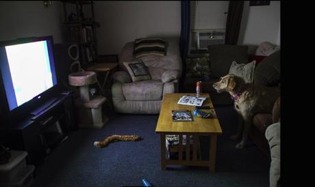 Interior Photograph With Dog By Michelle Rearic