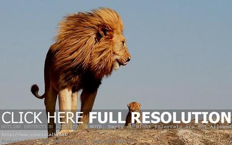 Lions – An iconic species