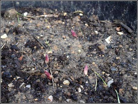 Planting peas