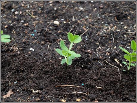 Planting peas