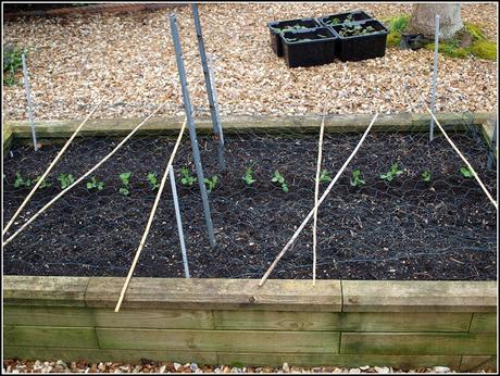 Planting peas