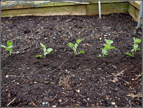 Planting peas