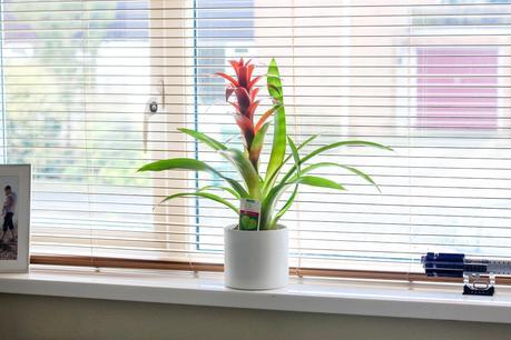 Our Home: Adding a touch of nature with Homebase #LifeImprovement
