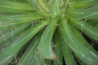 Agave filifera Leaf (28/02/2016, Kew Gardens, London)