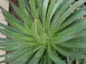 Agave Filifera