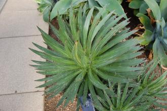 Agave filifera (28/02/2016, Kew Gardens, London)