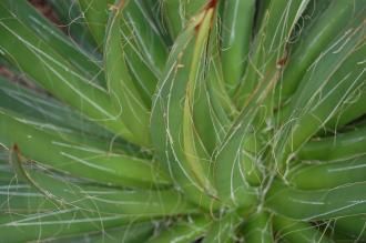 Agave filifera Crown (28/02/2016, Kew Gardens, London)