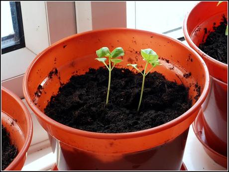 Transplanting Basil seedlings