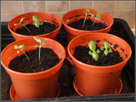 Transplanting Basil seedlings
