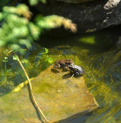 Toadly Adorable