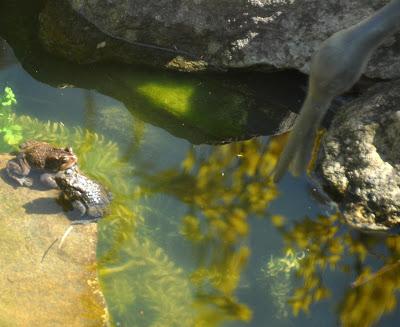 Toadly Adorable