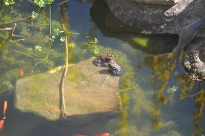 Toadly Adorable