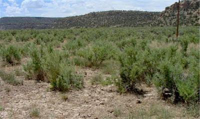 Bad Water, Sweet Water, and Greasewood