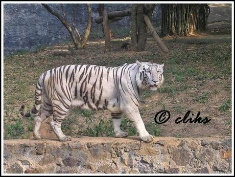 T24 would lose its jungle regality ~ more of show piece in a Zoo