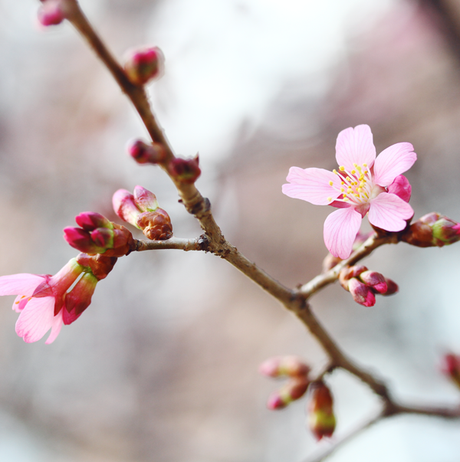 Spring flowers, pink flower