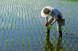 Image result for paddy fields