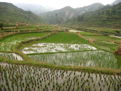 The Paddy Fields of North Wales