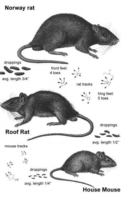 how to get rid of rats in house