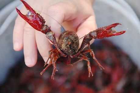 How to Boil Crawfish: the Complete Guide by Susan Benton