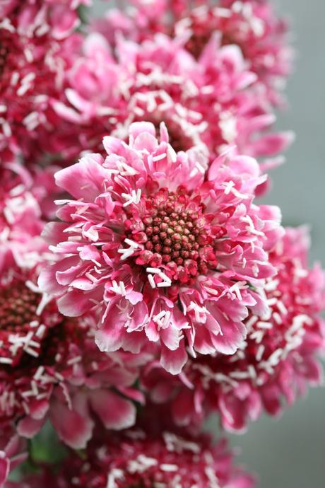 Spring Bridal Bouquets