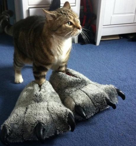 Cat Wearing Slippers