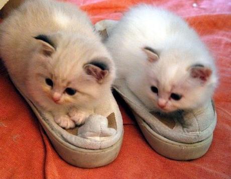 Cats Wearing Slippers