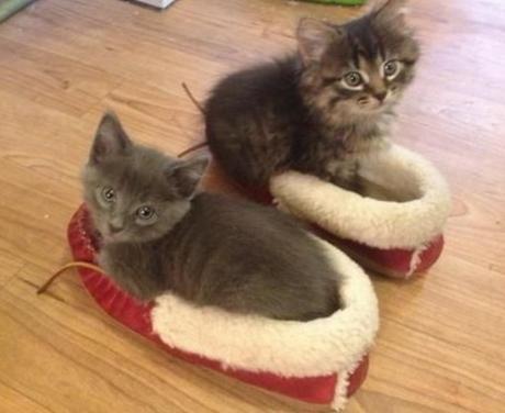 Cats Wearing Slippers