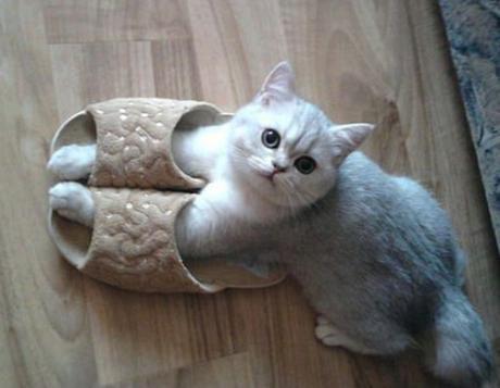 Cat Wearing Slippers