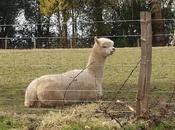 Celebrating Retirement