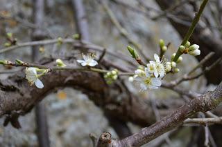 A Spring visit to Rousham