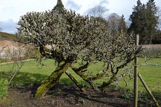 A Spring visit to Rousham