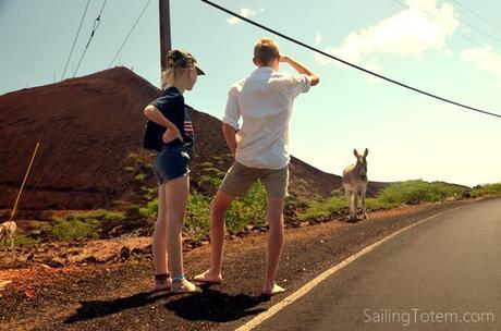 it's cute, but do you really want to get close to a wild donkey?