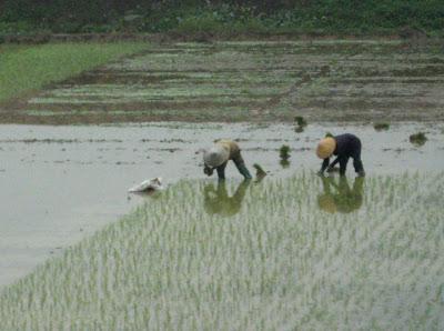 CYCLING THROUGH VIETNAM, Guest Post by Gretchen Woelfle