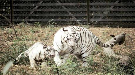 World's first Tiger sanctuary coming up near Rewa - the place of white Tiger