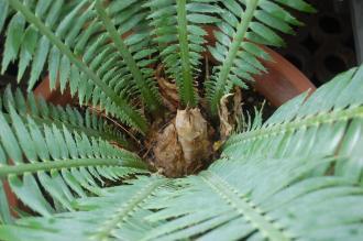 Dioon spinulosum Crown (28/02/2016, Kew Gardens, London)