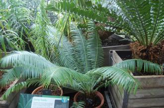 Dioon spinulosum (28/02/2016, Kew Gardens, London)