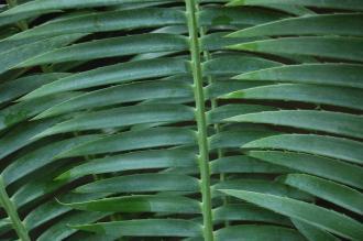 Dioon spinulosum Leaf (28/02/2016, Kew Gardens, London)