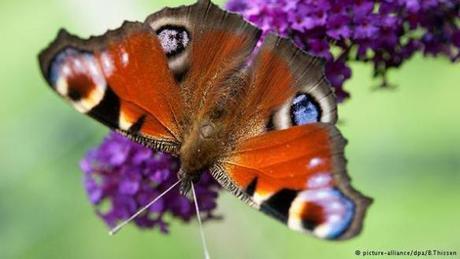 Butterfly species decline ‘dramatically’ in Germany | Global Ideas | DW.COM | 30.03.2016